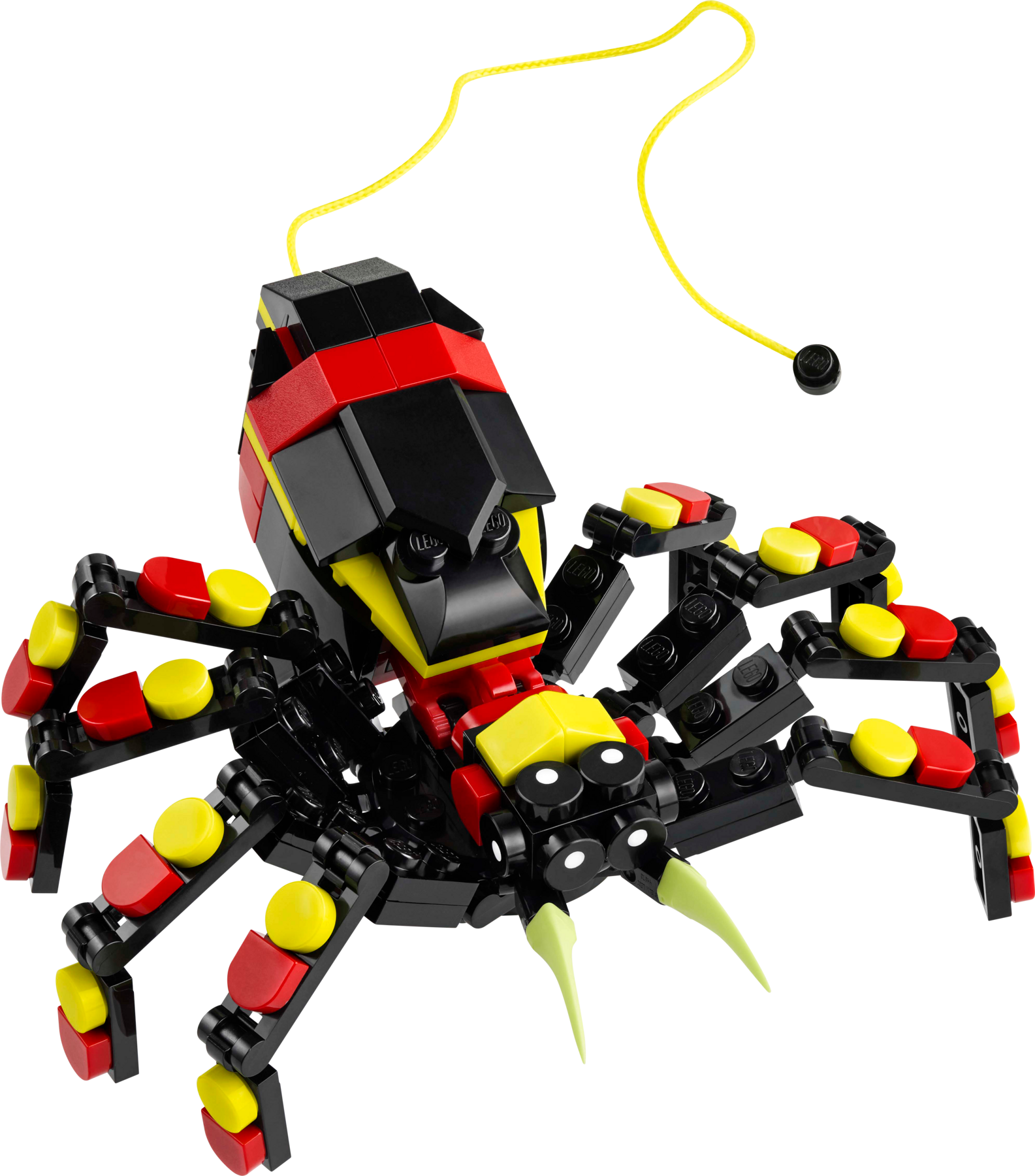 Wild Animals: Surprising Spider