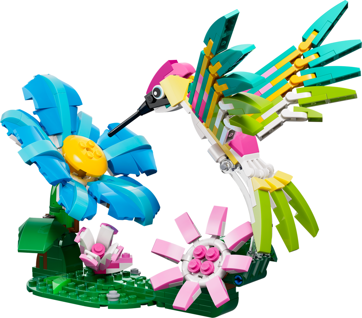 Wild Animals: Colorful Hummingbird